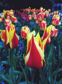 Close-up of yellow flowers blooming outdoors