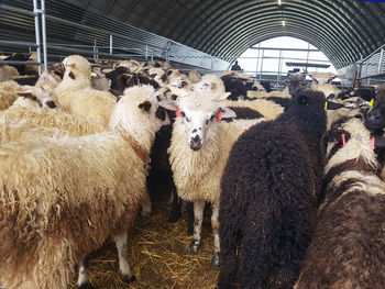 View of sheep in pen