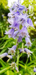 Close-up of purple flowering plants