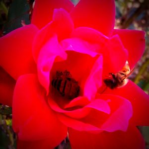 Close-up of red flower