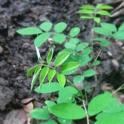 Close-up of leaves