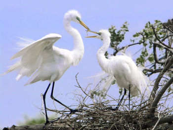 Low angle view of birds on tree against sky