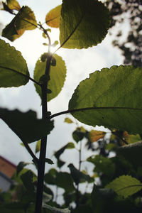 Close-up of fresh green leaves