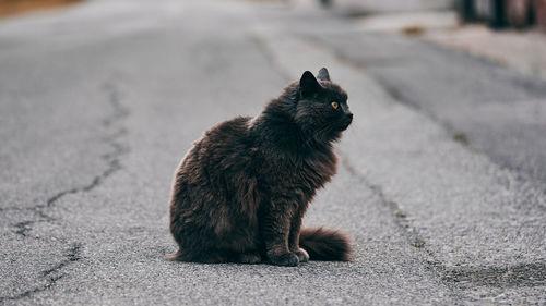 Cat sitting on a street