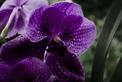 Close-up of purple flowering plant