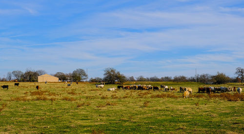 pasture
