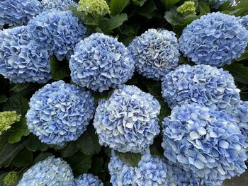 High angle view of purple hydrangea