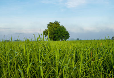 Scenic view of agricultural field against sky