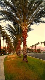 Trees in park