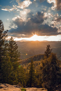 Scenic view of pine trees against sky during sunset