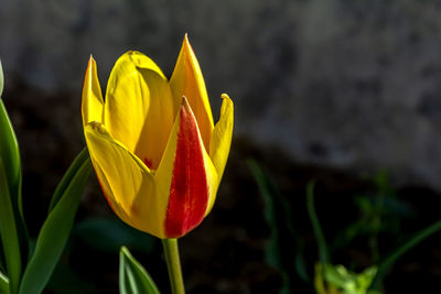 Close-up of yellow tulip