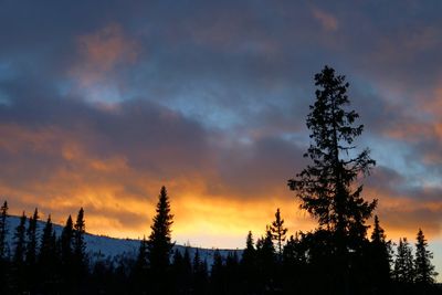 Silhouette trees in forest against dramatic sky