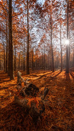 Trees in forest during autumn