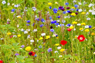 Close-up of fresh purple flowers in field