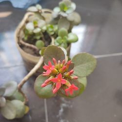 Close-up of red single petal kalanchoe blossom