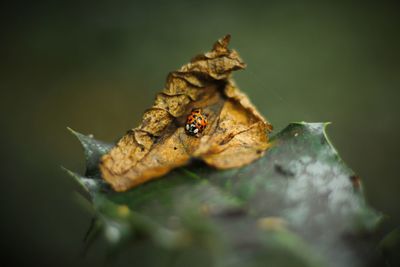 Close-up of ladybug on dry leaf