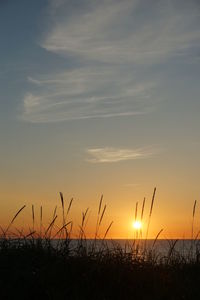 Close-up of silhouette plants on field against sky during sunset