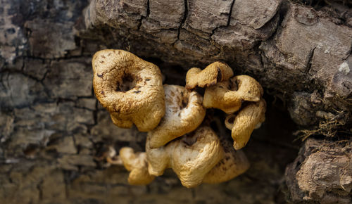 Close-up of mushrooms on dry wood
