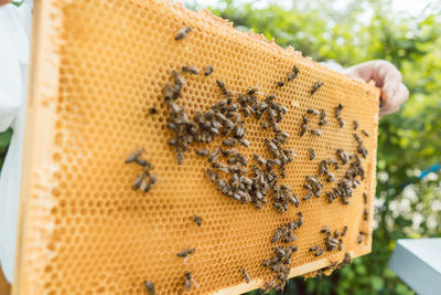 Slice of bee hive held by beekeeper 