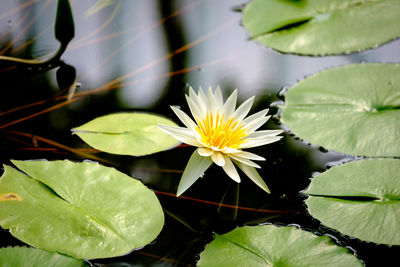 High angle view of white water lily amidst lilypads in pond
