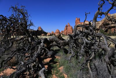 Low angle view of plants and trees against sky