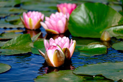 High angle view of water lilies blooming in pond