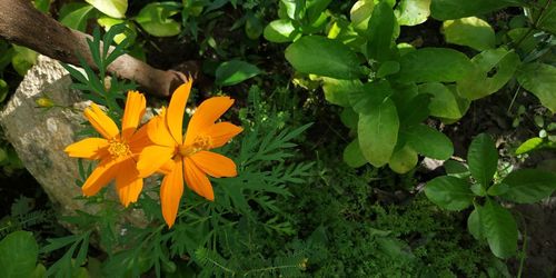 Close-up of yellow flowering plants