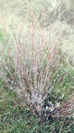 Close-up of plants on field