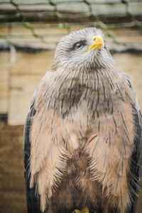 Close-up of eagle