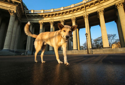 Low angle view of dog against sky