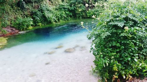 River with trees in background