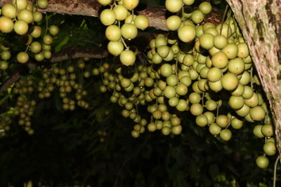 Close-up of grapes growing on tree