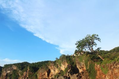 Low angle view of trees against blue sky