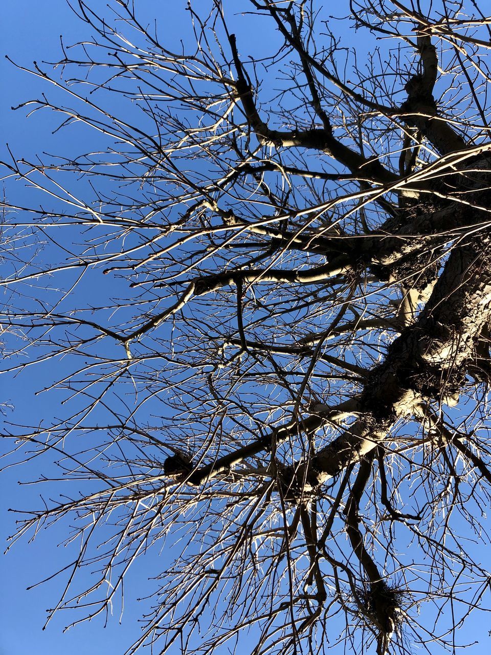 LOW ANGLE VIEW OF TREE AGAINST CLEAR SKY