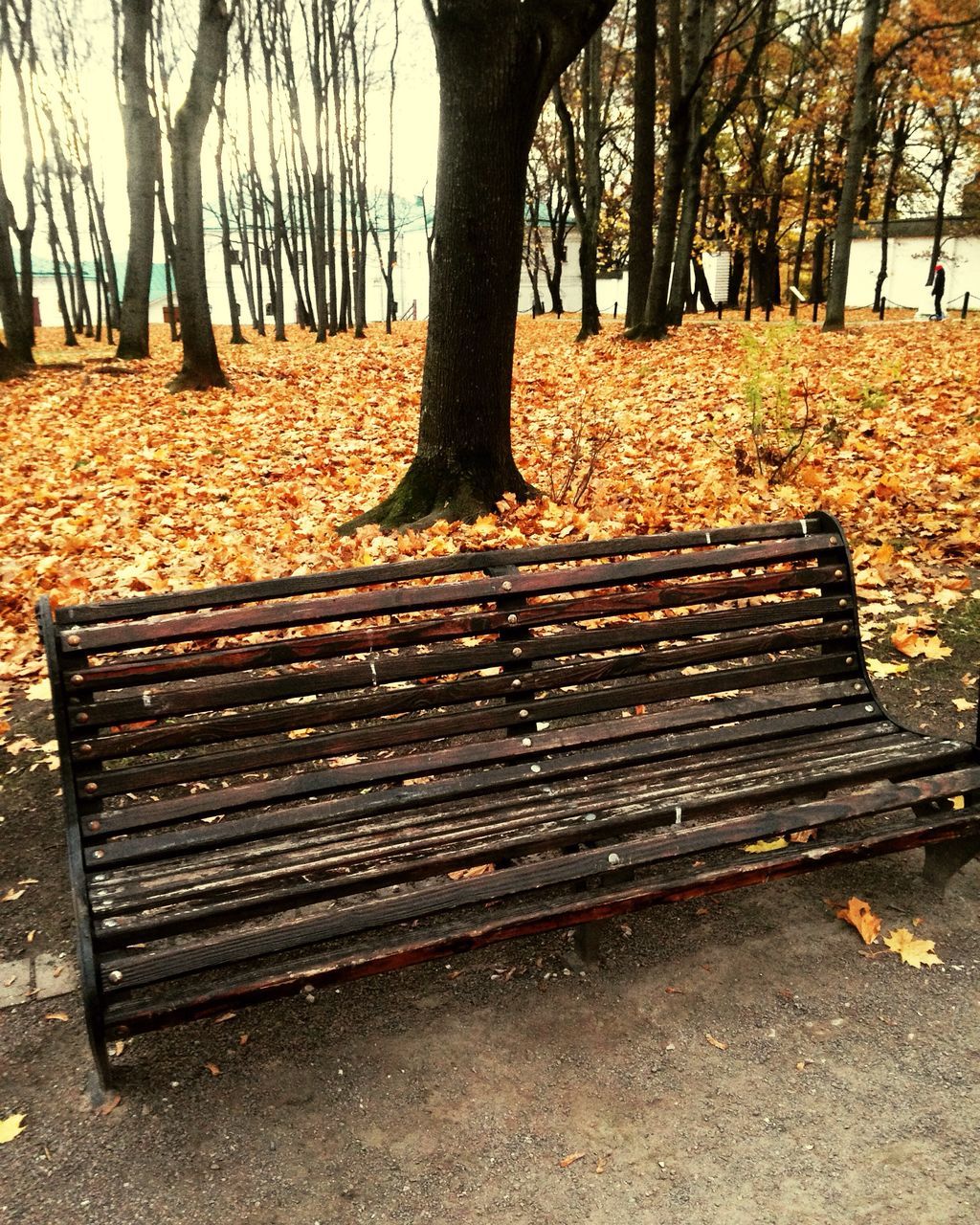 tree, tree trunk, bench, outdoors, day, nature, sunlight, shadow, no people