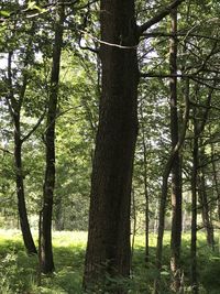 Trees in forest