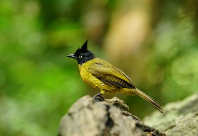 Close-up of bird perching on rock