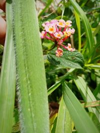 Close-up of insect on plant