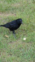Black bird perching on a field