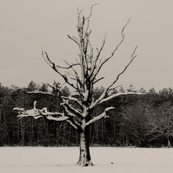 Bare tree on snow field against clear sky