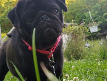 Close-up of dog on grassy field