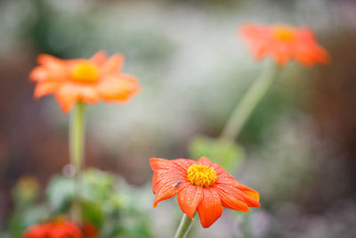 Close-up of orange flowers blooming outdoors