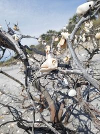 Close-up of dead tree