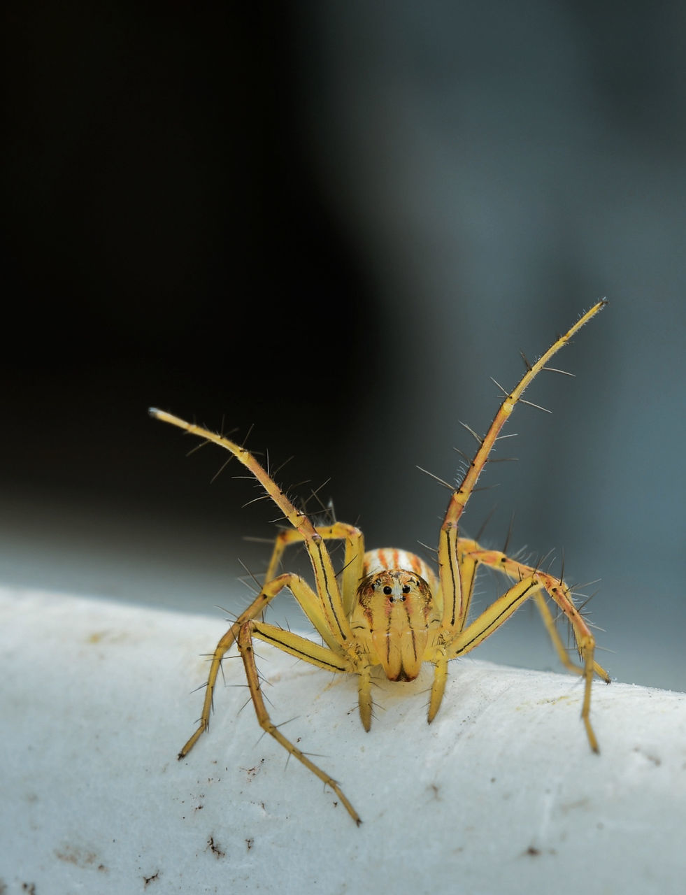 CLOSE-UP OF SPIDER IN THE ANIMAL