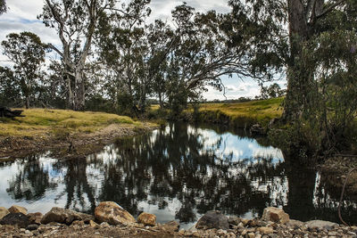 Reflection of trees in lake