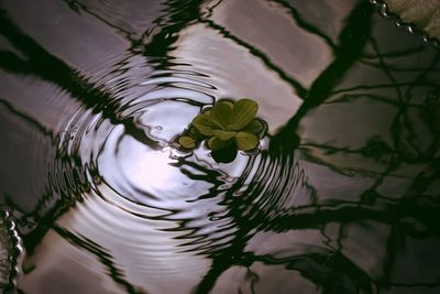 Close-up of leaves in water