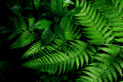 Full frame shot of green leaves