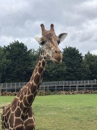 View of giraffe on field against sky
