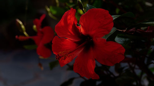 Close-up of red hibiscus flower