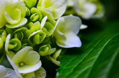 Close-up of green plant